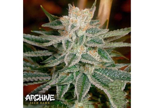 Archive Seeds Race Fuel OG