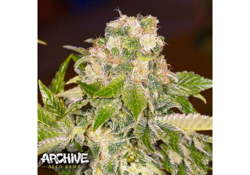 Archive Seeds Rainbow Wreck