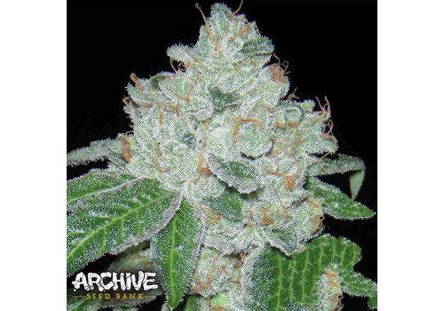 Archive Seeds Rocket Fuel
