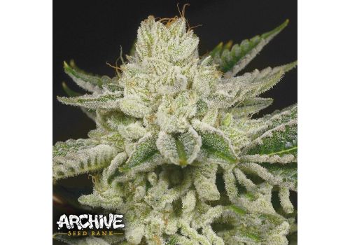 Archive Seeds Secret Formula