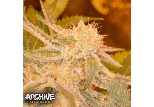 Archive Seeds Shark Bite