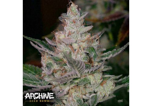 Archive Seeds Sour Face