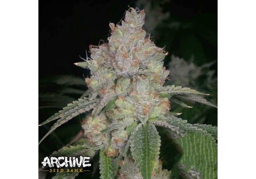 Archive Seeds Space Face