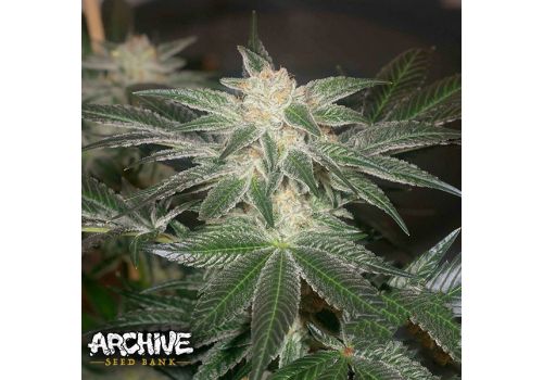 Archive Seeds Stink Bomb