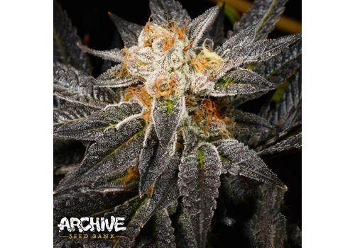 Archive Seeds Straight Sauce