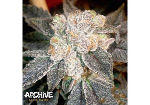 Archive Seeds The Sweeties