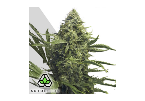 Auto Seeds Sweet CBD Auto
