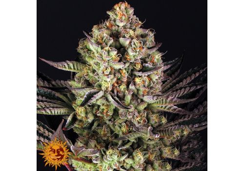 Barneys Farm Seeds Dos Si Dos #33