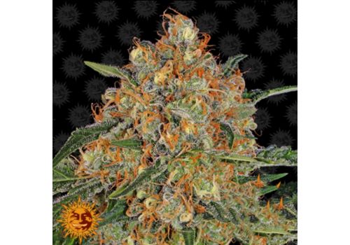 Barneys Farm Seeds Orange Sherbert
