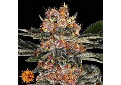 Barneys Farm Seeds Purple Punch