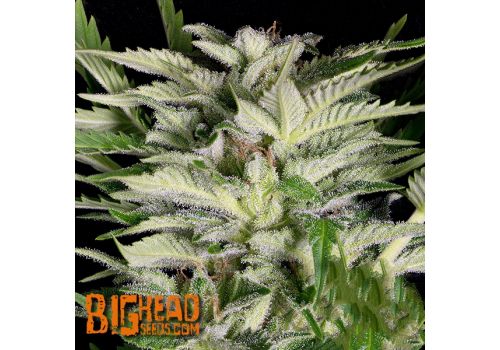 Big Head Seeds Alien Technology