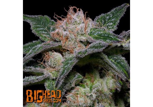 Big Head Seeds Banana Punch
