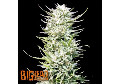 Big Head Seeds Big Freeze