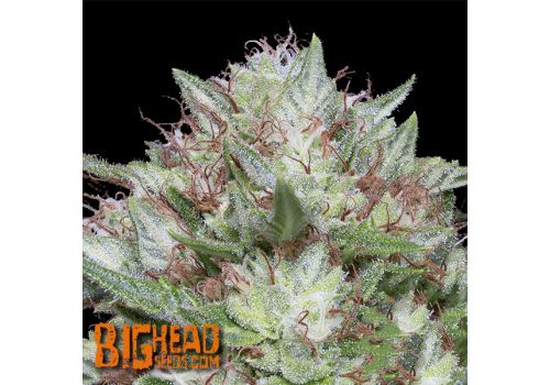 Big Head Seeds Big Head Confidential