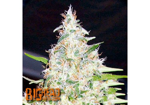 Big Head Seeds BubbleHead #13
