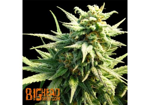 Big Head Seeds Buzz N Smiles