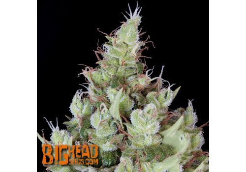 Big Head Seeds Chemdawg #4