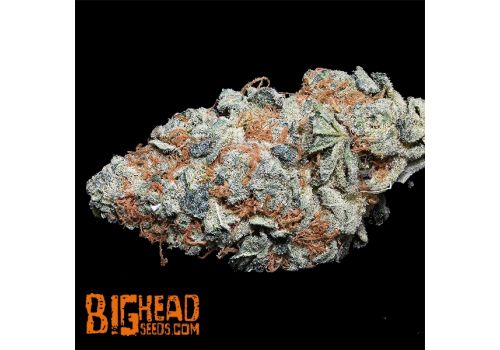 Big Head Seeds Cookie Dawg