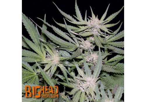 Big Head Seeds Critical