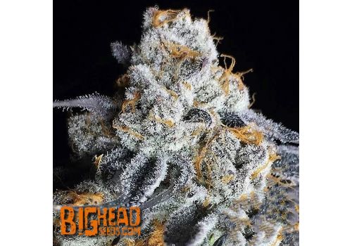 Big Head Seeds Crystal Gelato