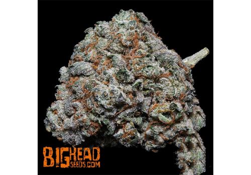Big Head Seeds Fire OG Kush