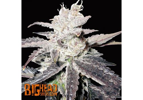 Big Head Seeds AUTO Freeze Berry