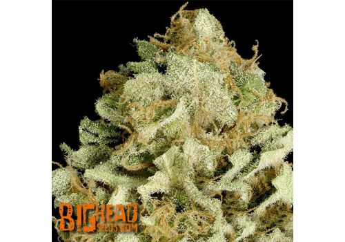 Big Head Seeds Gorilla Cookies