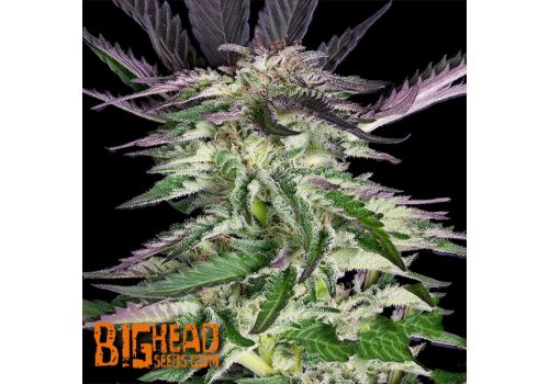 Big Head Seeds Grandaddy Purple