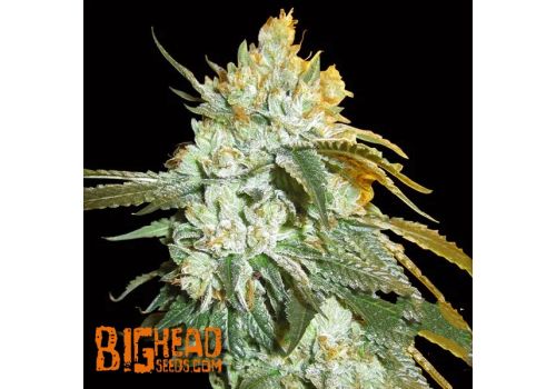 Big Head Seeds AUTO Head Stash