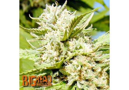 Big Head Seeds Headstone