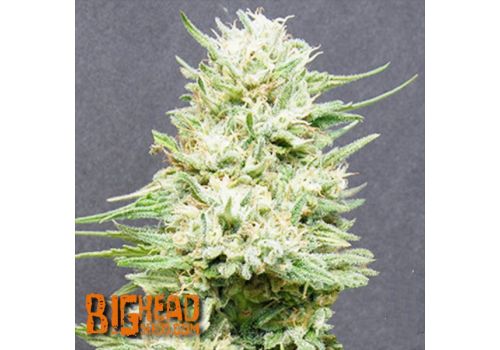Big Head Seeds Heavy Head
