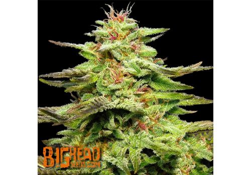Big Head Seeds Julies Cookies