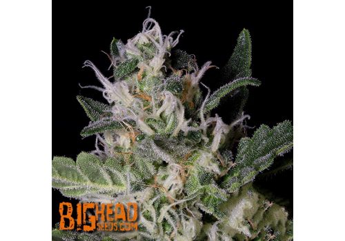 Big Head Seeds Platinum Cookies