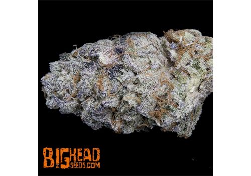 Big Head Seeds Purple Punch