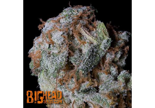Big Head Seeds Sherbert Glue