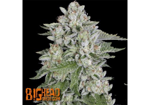 Big Head Seeds Skywalka Cookies