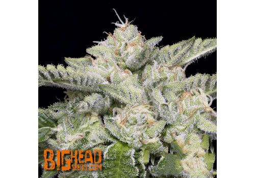 Big Head Seeds Skywalka Ghost Kush
