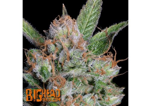 Big Head Seeds Sour Diesel