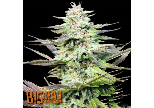 Big Head Seeds THC Pro