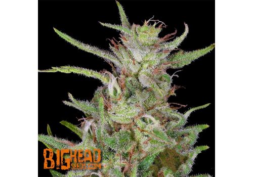 Big Head Seeds Tangie