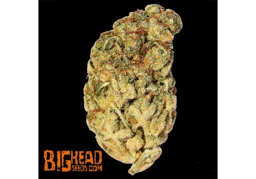 Big Head Seeds Wedding Cake