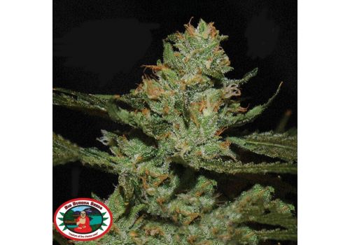 Big Buddha Seeds Strawnana Sundae