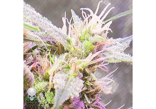 Black Skull Seeds AUTO Stardawg