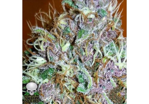 Black Skull Seeds Tropical Nuggets