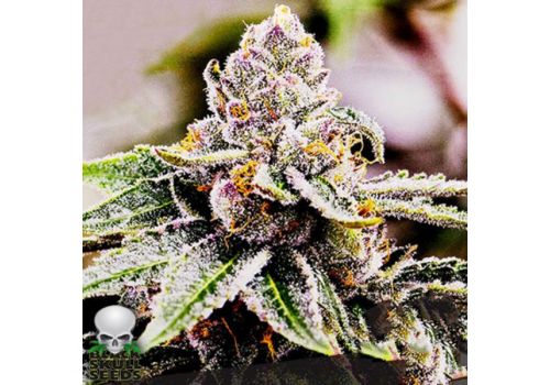 Black Skull Seeds Gelato