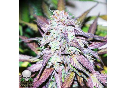 Black Skull Seeds Sherbert