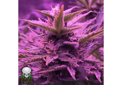 Black Skull Seeds Stardawg