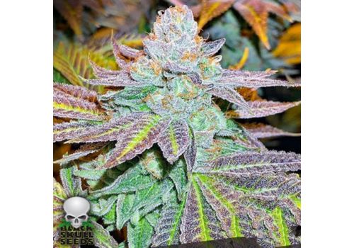 Black Skull Seeds Zkittlez