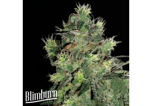 BlimBurn Seeds AK Automatic