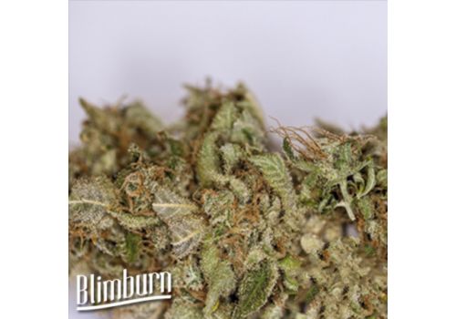 BlimBurn Seeds Blue Dream